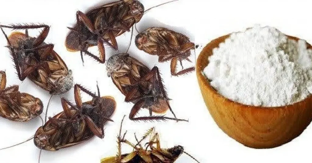 Cómo Deshacerse De Las Cucarachas Con Ingredientes Naturales Mis Consejos Jardinería