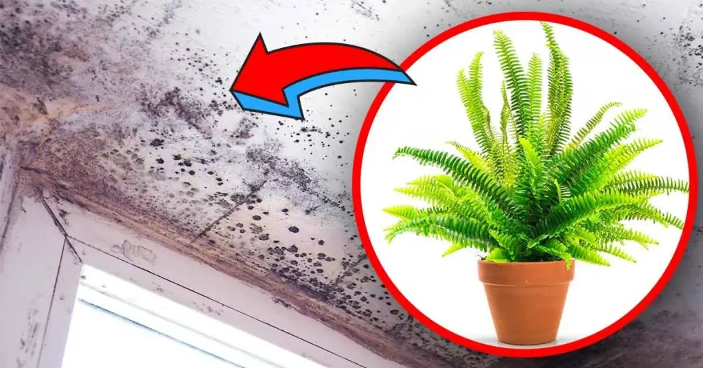 4 Plantas De Interior Que Eliminan La Humedad Y Evitan El Riesgo De ...