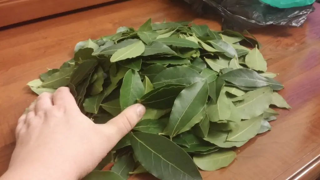 C Mo Usar La Hoja De Laurel En Casa Mis Consejos Jardiner A