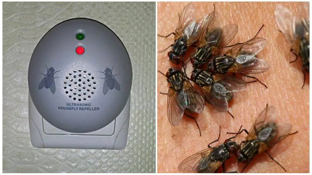 Cómo espantar moscas con un número Mis Consejos Jardinería