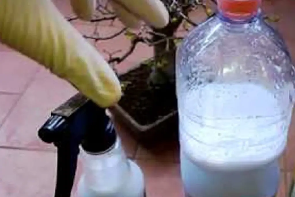 Matar Insectos ¡El insecticida natural de bricolaje más poderoso sin productos ...
