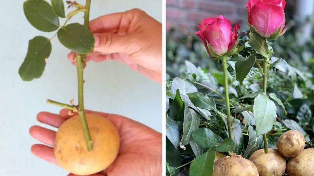 Reproduce Rosas Infinitamente Sin Gastar Dinero Hazlo Con El Truco De La Patata Es As De