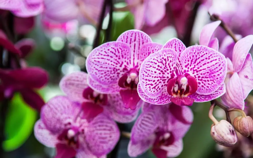 Orchidée Fond Dégradé main image 0