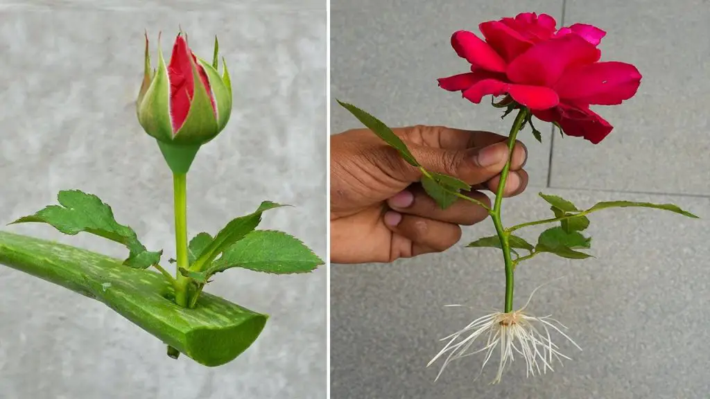 Multiplique sus rosas con un solo tallo el método secreto revelado