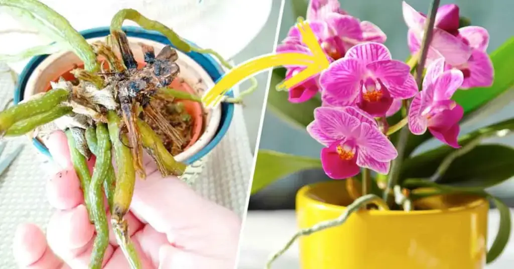 Como Cuidar Una Orquídea Que Se Esta Muriendo misconsejosdejardineria.com