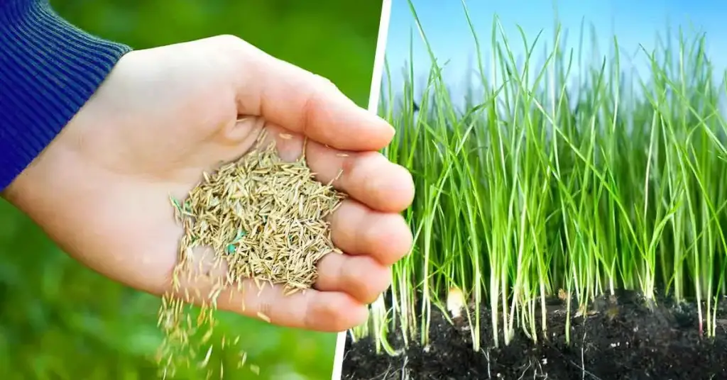 Cuándo Plantar Semillas De Césped Para El Césped Perfecto Mis Cuándo Plantar Semillas De Césped Para El Césped Perfecto Mis