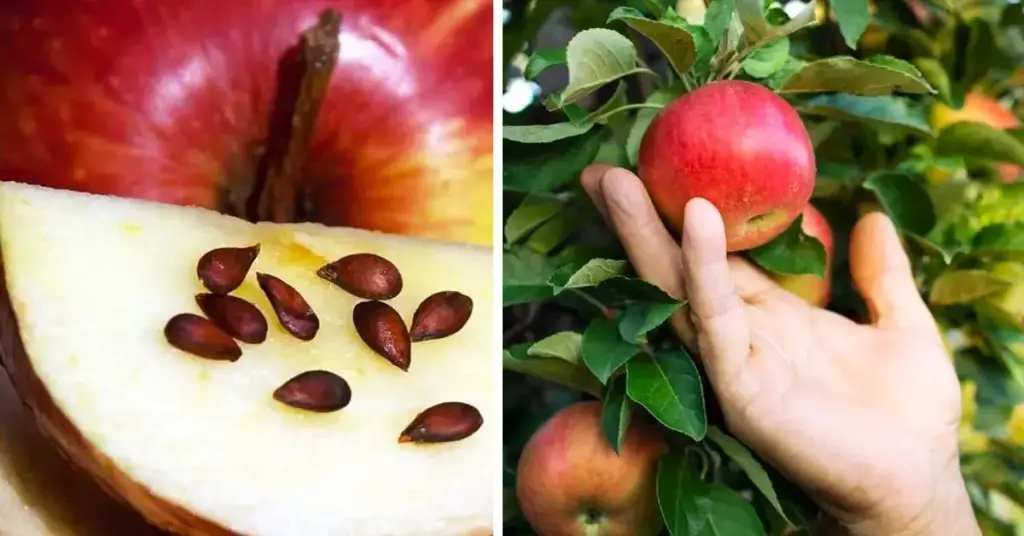 Aquí se explica cómo cultivar un manzano a partir de semillas para