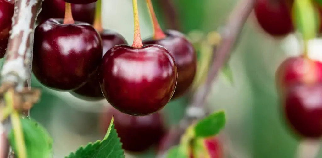 Plantar y hacer crecer un cerezo con éxito Mis Consejos Jardinería Plantar y hacer crecer un cerezo con éxito Mis Consejos Jardinería