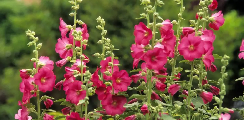 La malvarrosa: cultivar y plantar la majestuosa reina de los jardines ...