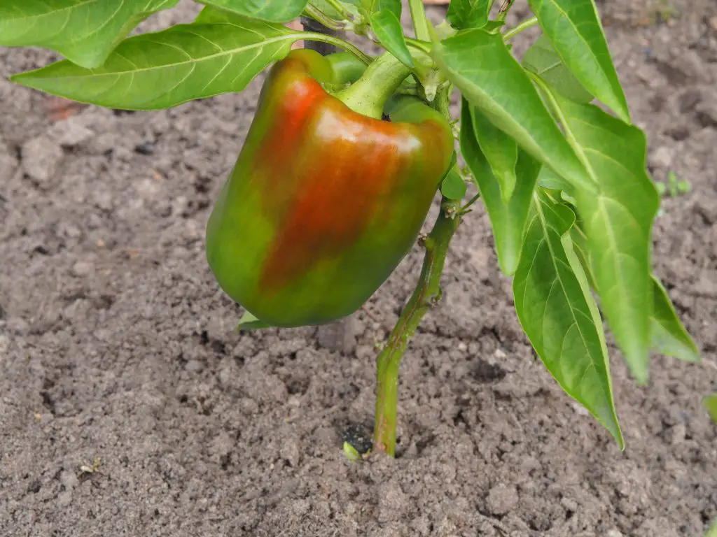 Cómo cultivar adecuadamente pimientos en macetas Mis Consejos Jardinería